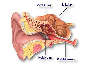 akut otit prof dr mehmet ali babademez